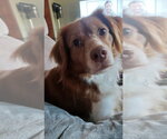 Small #7 Colonial Cocker Spaniel Mix