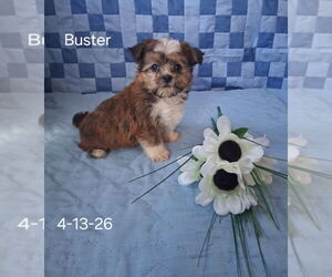 Shorkie Tzu Puppy for sale in MOUNT PLEASANT, MI, USA
