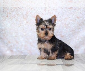 Yorkshire Terrier Puppy for sale in MARIETTA, GA, USA