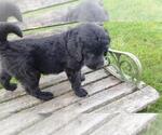Small Photo #7 Goldendoodle Puppy For Sale in LEON, KS, USA
