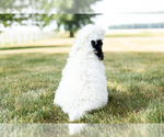 Small Photo #10 Bernedoodle-Poodle (Miniature) Mix Puppy For Sale in SHIPSHEWANA, IN, USA