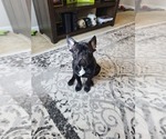 Small Photo #5 French Bulldog Puppy For Sale in ETIWANDA, CA, USA