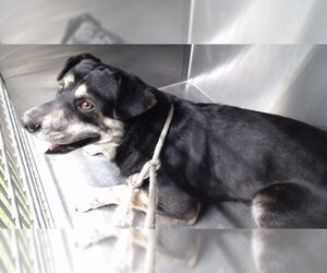 Siberian Husky-Unknown Mix Dogs for adoption in Downey, CA, USA