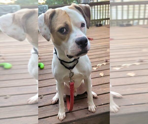 Medium Photo #7 American Staffordshire Terrier-Unknown Mix Puppy For Sale in Arlington, VA, USA