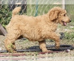 Small #32 Poodle (Standard)