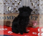 Small #2 YorkiePoo