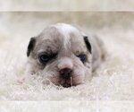 Small Photo #4 English Bulldog Puppy For Sale in FAIRFAX STATION, VA, USA