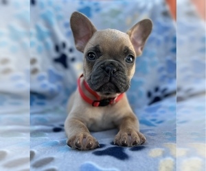 French Bulldog Puppy for sale in SACRAMENTO, CA, USA