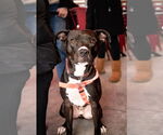 Small #5 American Pit Bull Terrier