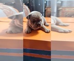 Small Photo #6 French Bulldog-Olde English Bulldogge Mix Puppy For Sale in WAYNE, MI, USA