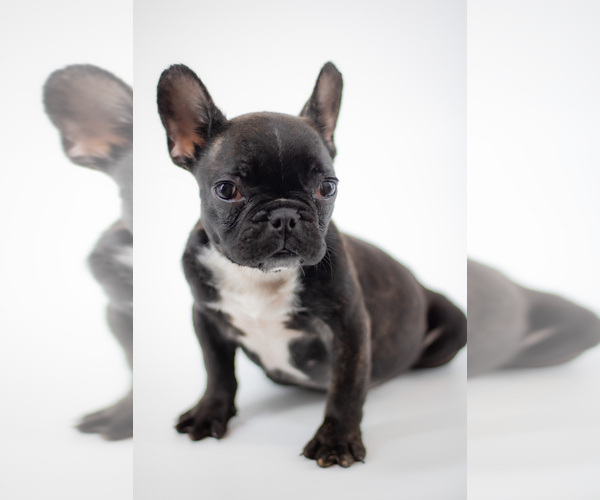 Medium Photo #5 French Bulldog Puppy For Sale in TALLAHASSEE, FL, USA