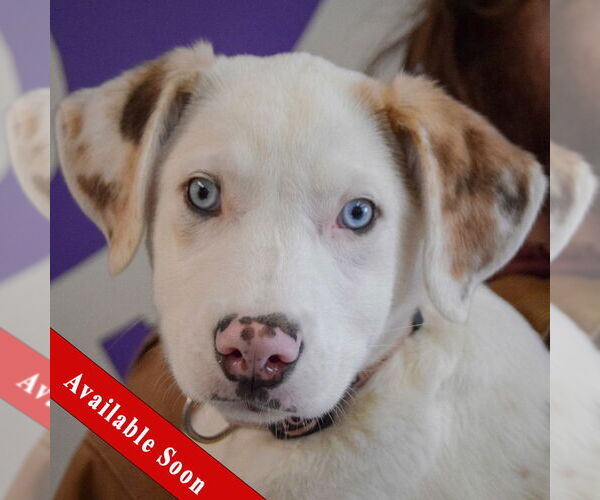 Medium Photo #1 Australian Shepherd-Catahoula Leopard Dog Mix Puppy For Sale in Huntley, IL, USA