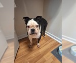 Small English Boston Bulldog