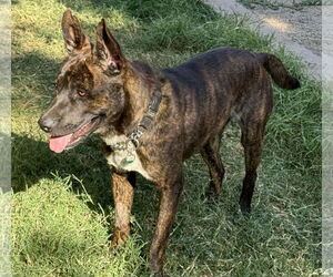 Buddy - Male American Bulldog-German Shepherd Dog Mix Dog for Adoption - Photo #4