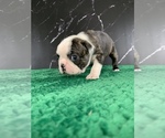 Small #3 Boston Terrier