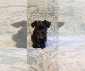 Schnauzer (Miniature) Puppy for sale in KNOXVILLE, TN, USA