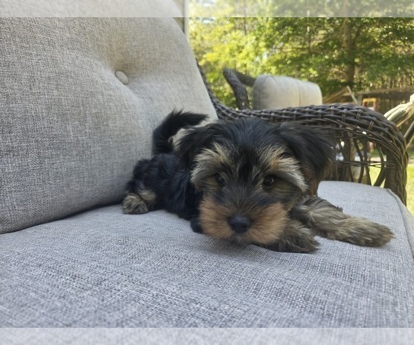 Medium Photo #22 Yorkshire Terrier Puppy For Sale in RHOADESVILLE, VA, USA
