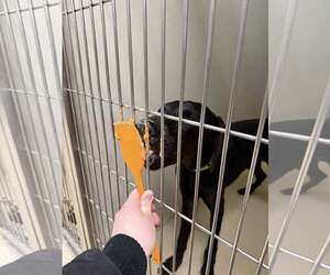 Onyx - Male Doberman Pinscher Dog for Adoption - Photo #4