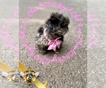 Small #2 Shih Tzu