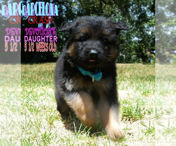 Medium Photo #2 German Shepherd Dog Puppy For Sale in MURRIETA, CA, USA
