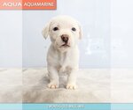 Small Photo #2 Labrador Retriever-Unknown Mix Puppy For Sale in Studio City, CA, USA