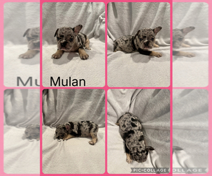 Medium French Bulldog
