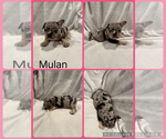 Puppy Mulan French Bulldog