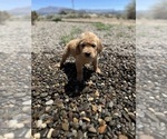 Puppy Bingo Golden Retriever