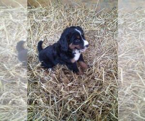 Bernese Mountain Dog Puppy for Sale in MEMPHIS, Missouri USA