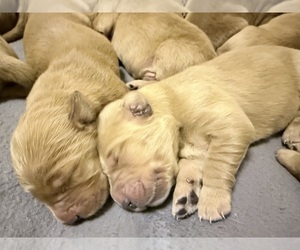 English Cream Golden Retriever Puppy for Sale in PORTALES, New Mexico USA
