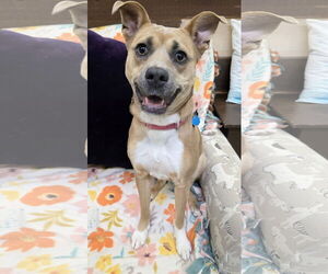 Australian Kelpie-Unknown Mix Dogs for adoption in Rockaway, NJ, USA