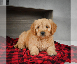 Goldendoodle Puppy for sale in ITASCA, TX, USA