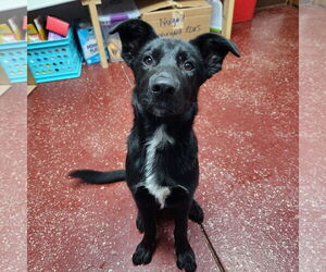 Border Collie-Unknown Mix Dogs for adoption in Fargo, ND, USA