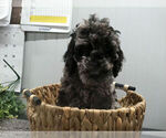 Puppy Scott Goldendoodle