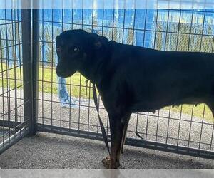 Labrottie Dogs for adoption in Houston, TX, USA