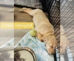 Small #3 Golden Retriever