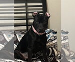 Small #1 American Pit Bull Terrier-Labrador Retriever Mix