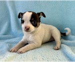 Small #2 Chihuahua