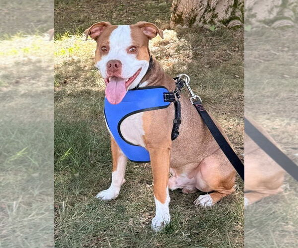 Medium Photo #7 American Pit Bull Terrier Puppy For Sale in Chester, NJ, USA