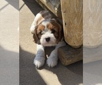 Puppy Levi Cavapoo (Miniature)