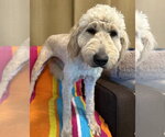 Small #3 Goldendoodle