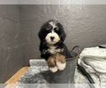 Puppy Rhonda Bernedoodle