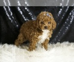 Small #3 Poodle (Toy)