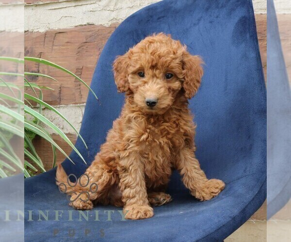 Medium Photo #3 Goldendoodle (Miniature) Puppy For Sale in NARVON, PA, USA