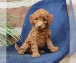 Small #2 Goldendoodle (Miniature)