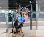 Small #2 Doberman Pinscher Mix