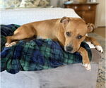 Small #3 American Staffordshire Terrier Mix