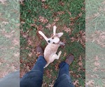 Small #1 Mutt