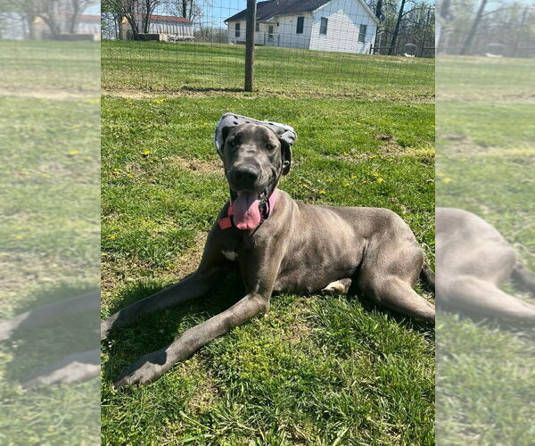 Medium Photo #4 Great Dane Puppy For Sale in Osgood, IN, USA