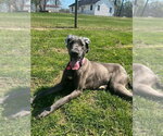 Small #3 Great Dane